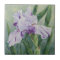 0440 Purple Iris