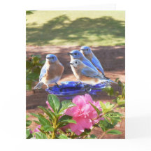 050 Bluebirds Forever Big Card 8.5x11 Matte