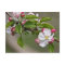 05 Apple Blossoms Winchester VA Postcard
