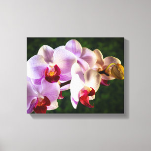 0834-Pink Orchids Canvas Print