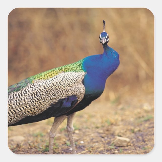 0 3 SQUARE STICKER (Front)