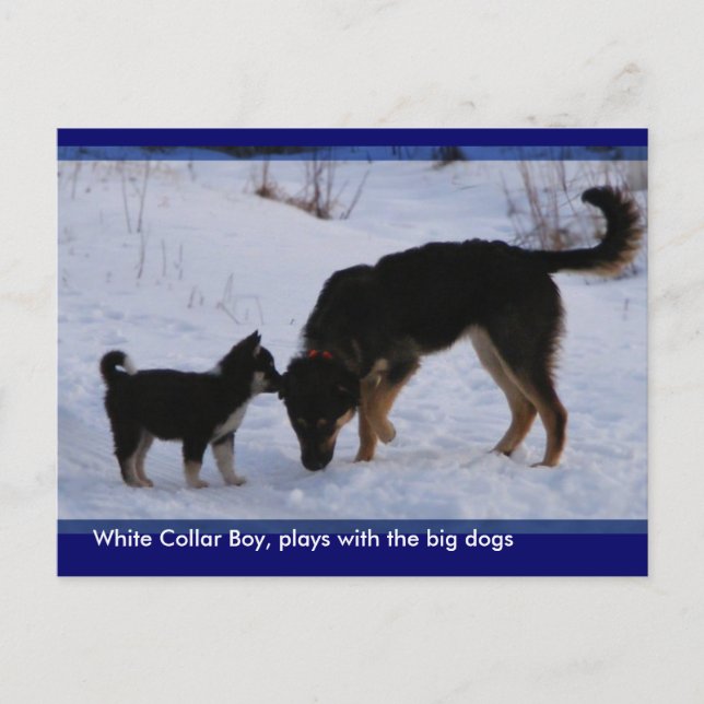 0WCB_boy, ... Postcard (Front)