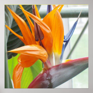 100_0344Poster--BIRD OF PARADISE Poster