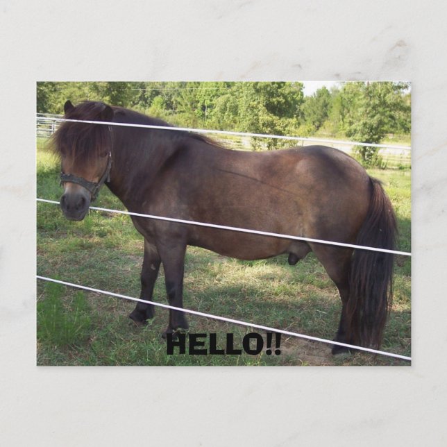 100_0376, HELLO!! POSTCARD (Front)