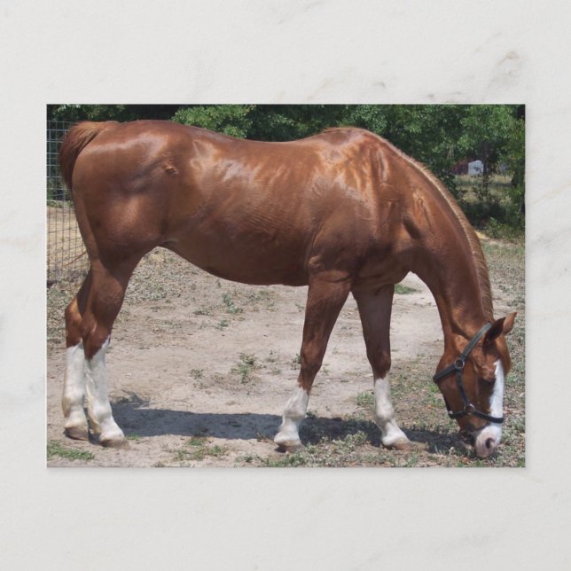 100_0464 POSTCARD (Front)