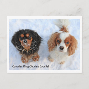 1011-M-swissdoggies 6 Postcard