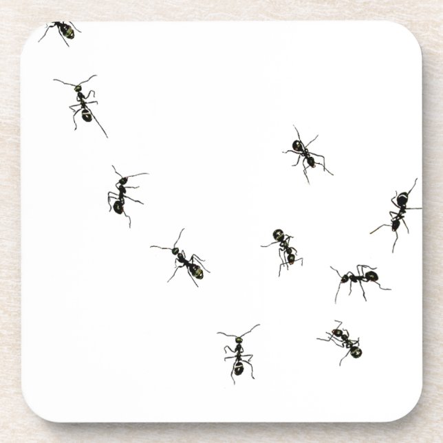 10 ants coaster (Front)