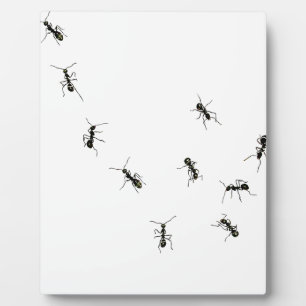 10 ants plaque