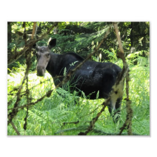 10"x8" Photo Print    Moose Lunch v5