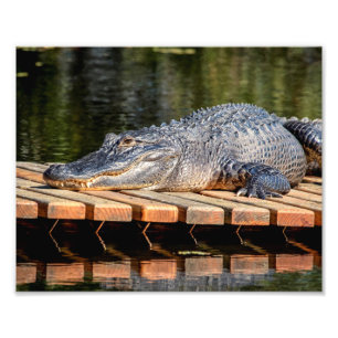 10x8 Alligator at Homosassa Springs Wildlife State Photo Print