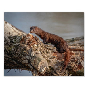 10x8 American Mink Photo Print