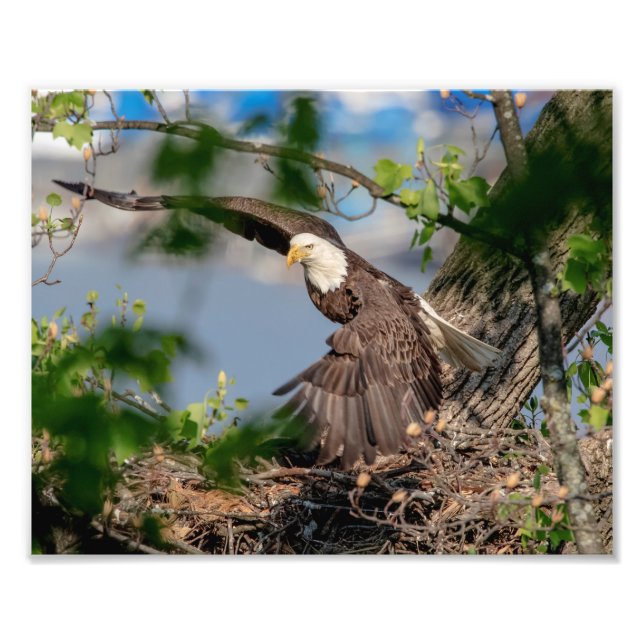 10x8 Bald Eagle leaving the nest Photo Print (Front)