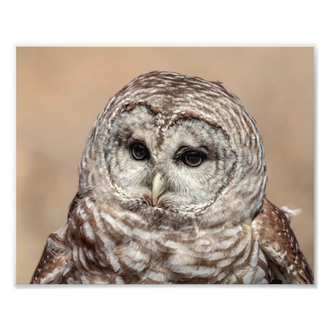 10x8 Barred Owl Photo Print (Front)