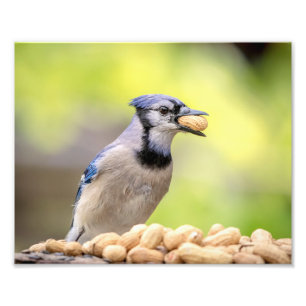10x8 Blue jay with a peanut Photo Print