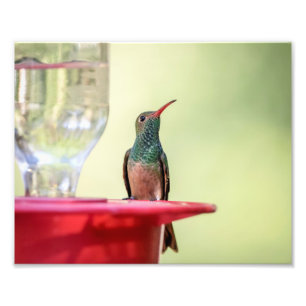 10x8 Buff-bellied hummingbird in Texas Photo Print