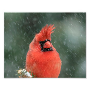 10x8 Cardinal in a pine tree during a snow storm Photo Print