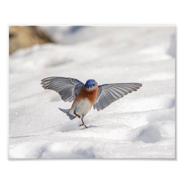10x8 Eastern Bluebird dancing in the snow Photo Print (Front)