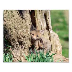 10x8 Fox Kit in the Hudson Valley Photo Print