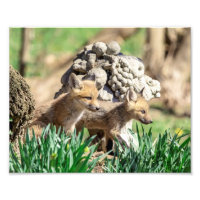 10x8 Fox Kits in the Hudson Valley