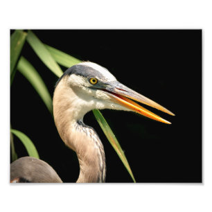10x8 Great Blue Heron Photo Print