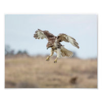 10x8 Immature Red Tailed Hawk Hovering