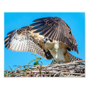 10x8 Juvenile Osprey in the nest Photo Print