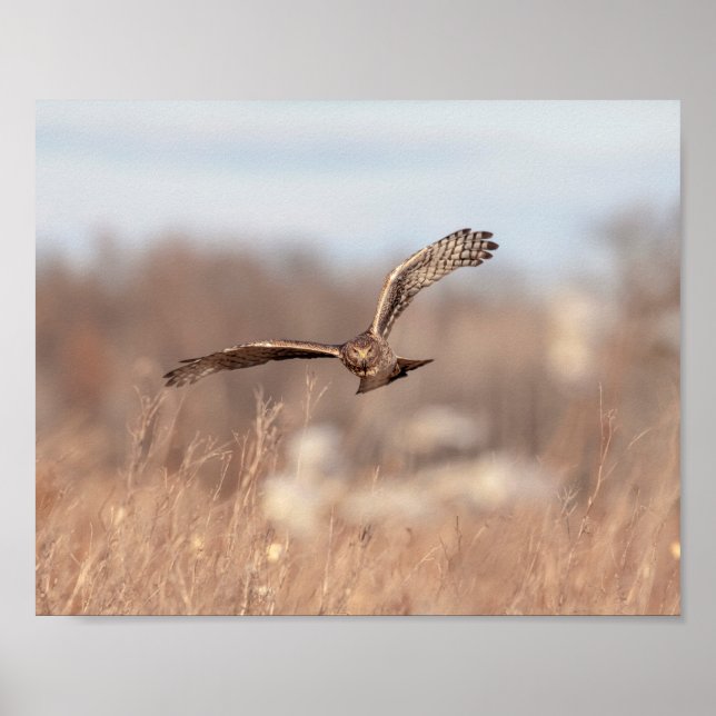 10x8 Northern Harrier Poster (Front)