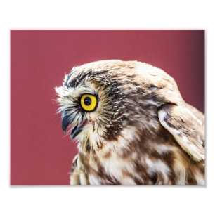 10x8 Northern Saw-Whet Owl Portrait Photo Print