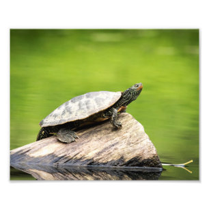 10x8 Painted Turtle on a log Photo Print