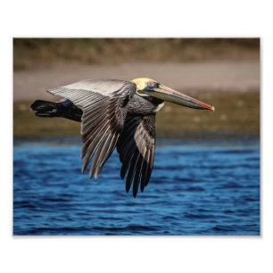 10x8 Pelican in flight Photo Print