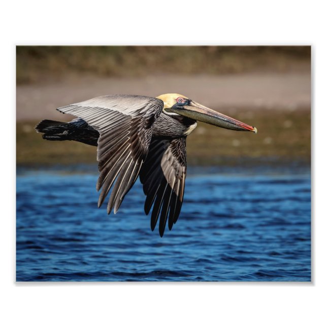 10x8 Pelican in flight Photo Print (Front)