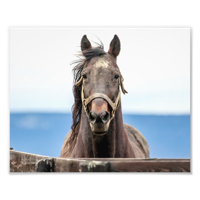 10x8 Portrait of a horse Photo Print (Front)