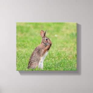 10x8 Rabbit standing in the grass and looking shy Canvas Print