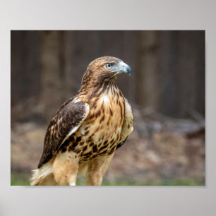 10x8 Red-tailed hawk in the Hudson Valley Poster
