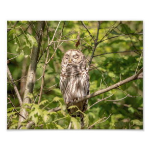 10x8 Sleepy Barred Owl Photo Print