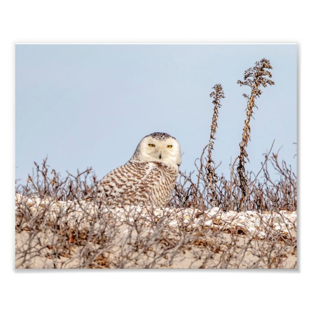 10x8 Snowy owl sitting on the beach Photo Print (Front)