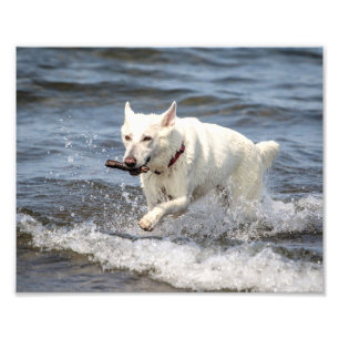 10x8 White German Shepard on Lake George Photo Print