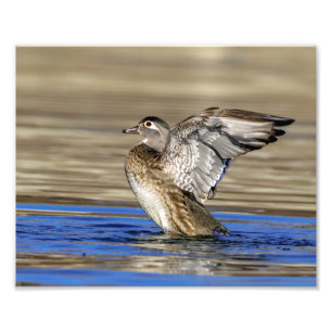 10x8 Wood Duck flapping her wings Photo Print