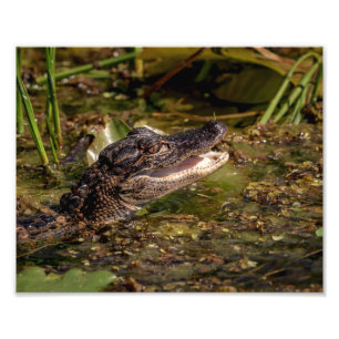 10x8 Young Alligator Photo Print