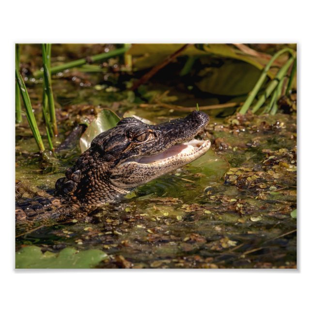 10x8 Young Alligator Photo Print (Front)