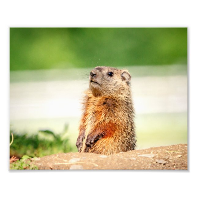 10x8 Young Groundhog Photo Print (Front)