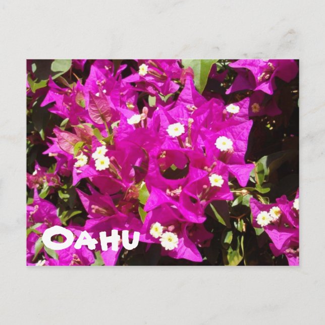 110, Oahu Postcard (Front)