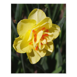 11"x14" Daffodil Photo Print