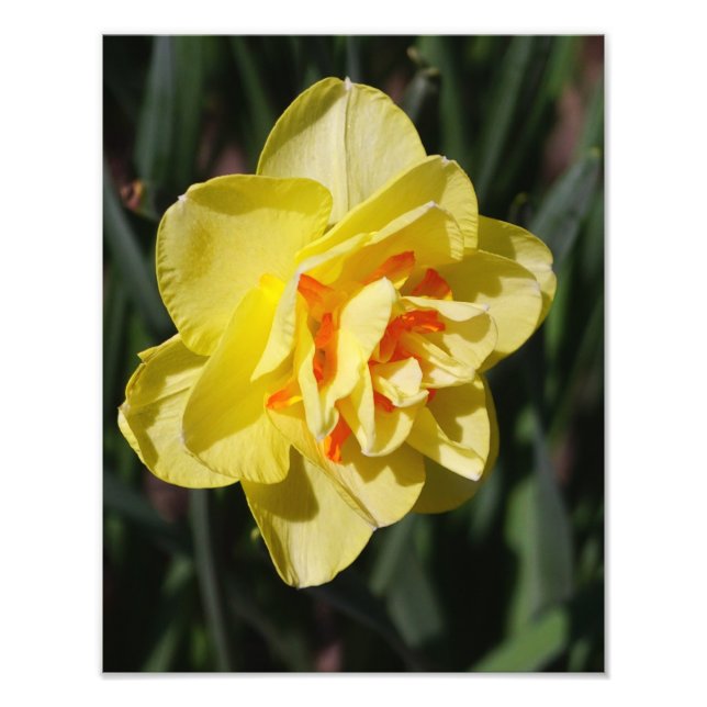 11"x14" Daffodil Photo Print (Front)