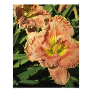 11"x14" Daylily Photo Print