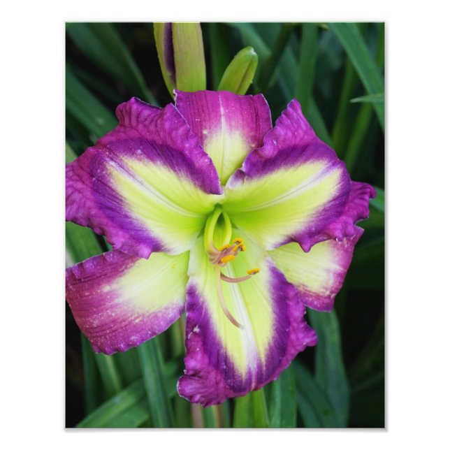 11"x14" Daylily Photo Print (Front)