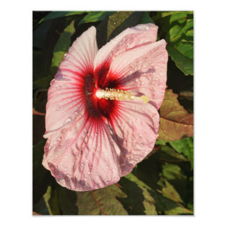 11"x14" Hardy Hibiscus Photo Print