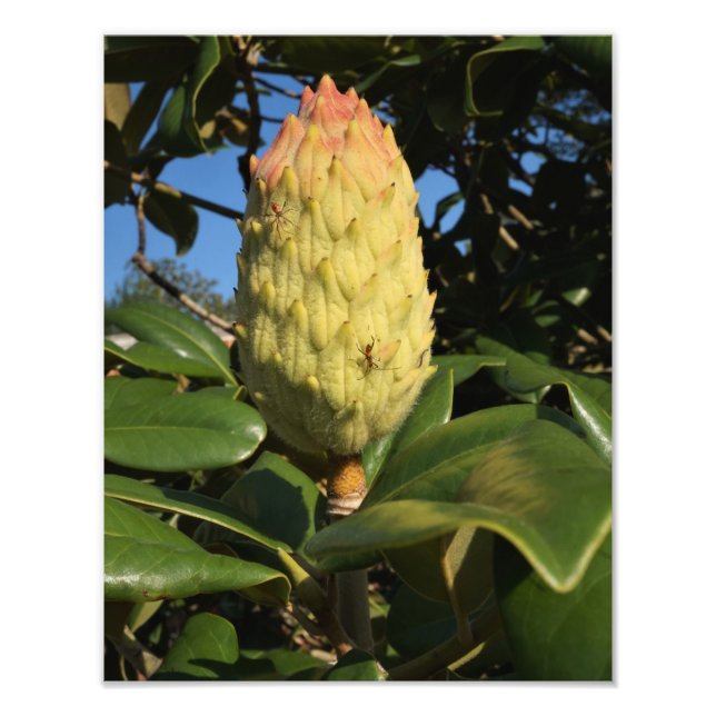 11"x14" Magnolia Seed Pod Photo Print (Front)