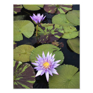 11"x14" Water Lilies Photo Print