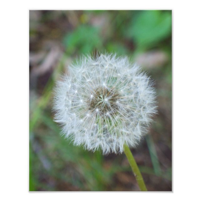 11" x 14" beautiful dandelion photo print (Front)